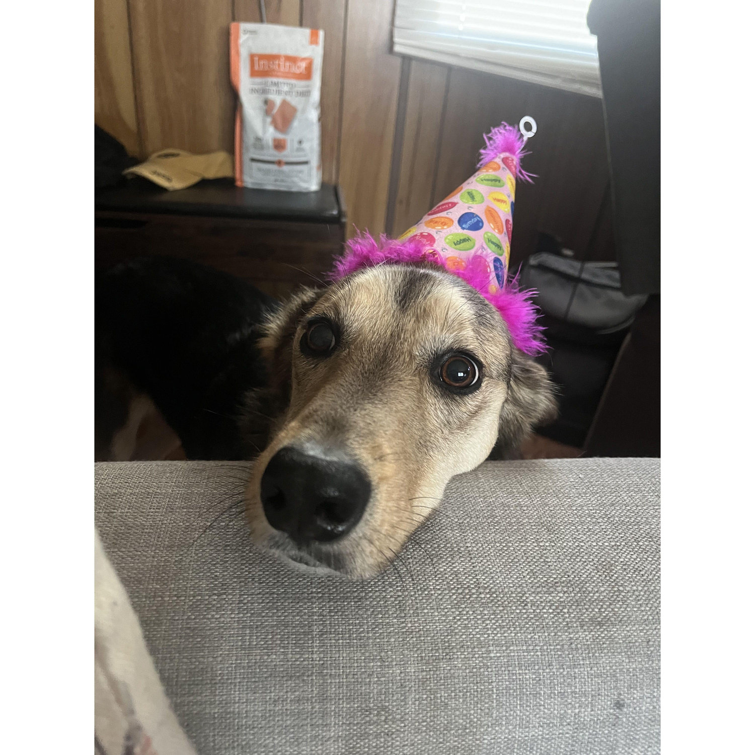 Happy birthday Pepper!