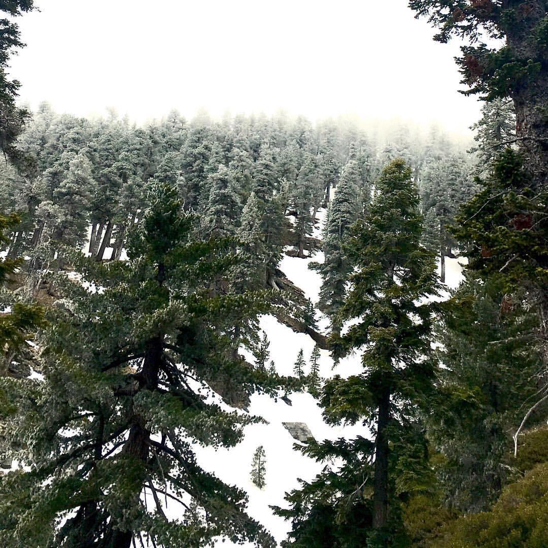A snowy hike in Mt Baden Powell. This was the hike were I thought David was going to be mauled by a real life dire-wolf.