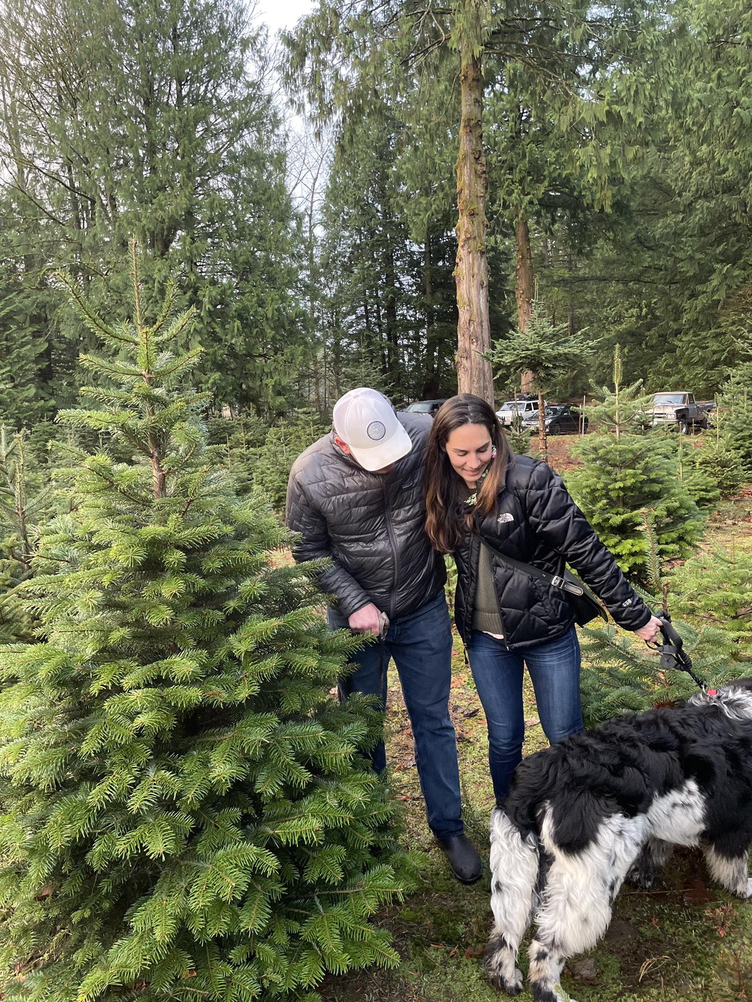 Picking out a Christmas tree