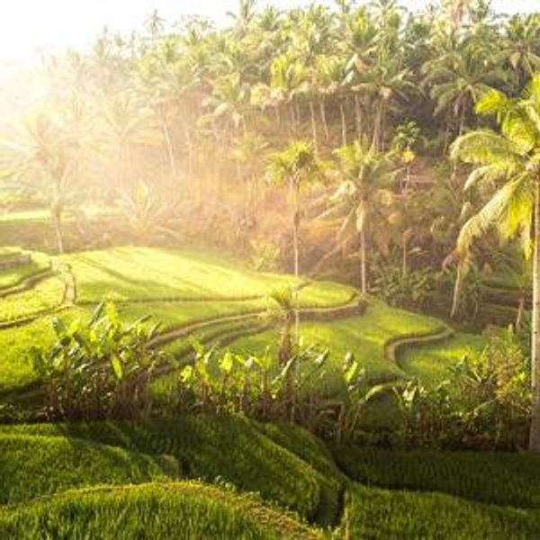 Our Honeymoon in Indonesia