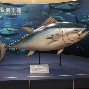 Tokyo Tuna Auction Experience