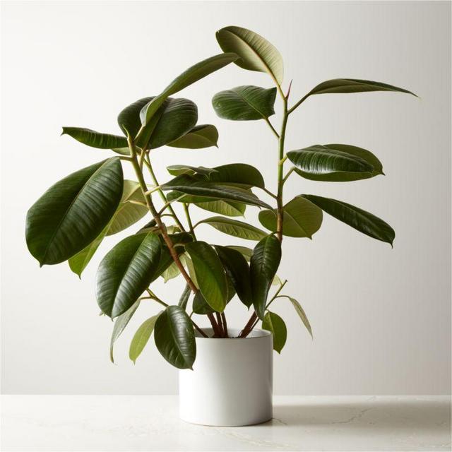 Live Ficus Elastica Rubber Plant 6" in White Ceramic Pot