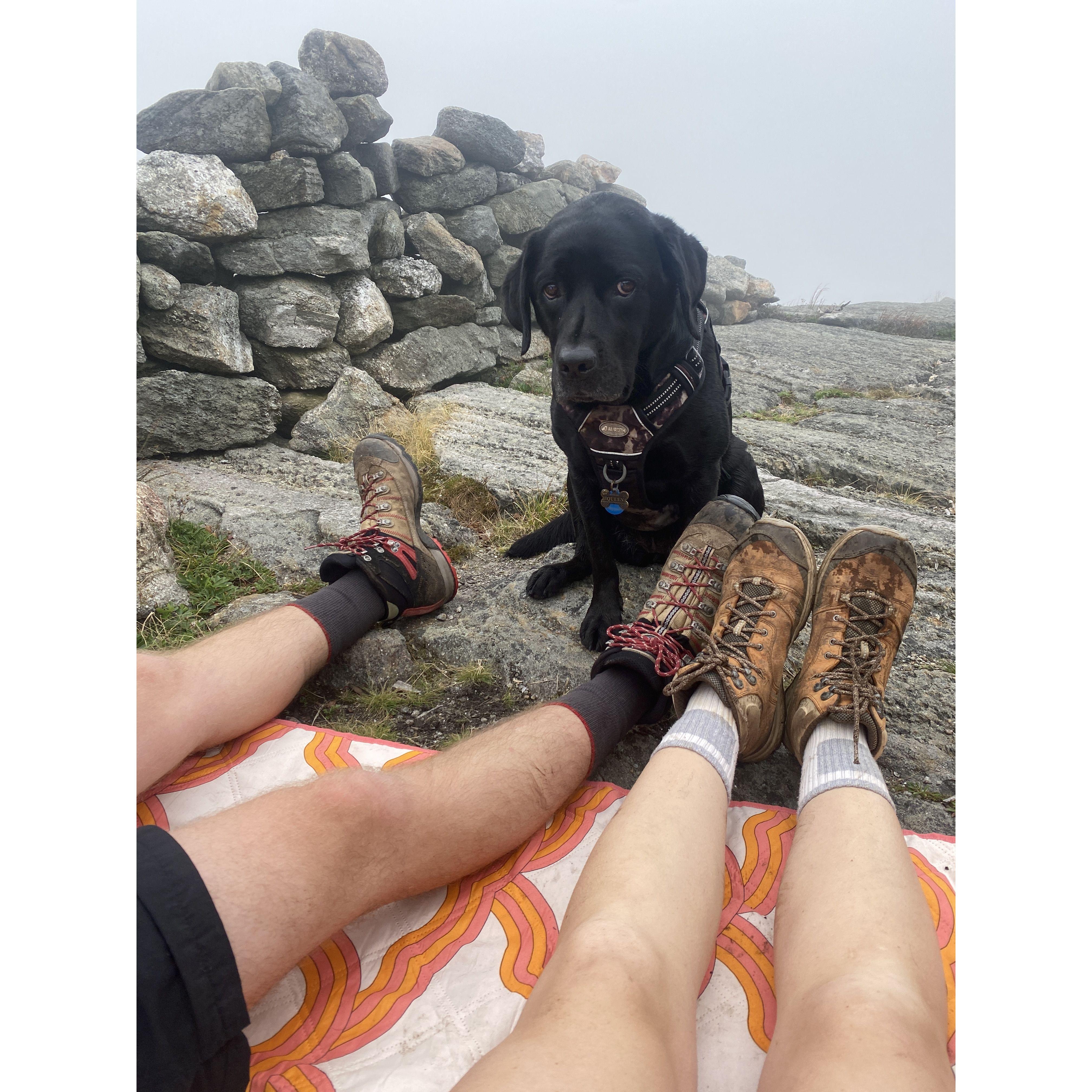 We stumbled upon wild Maine blueberries on this summit