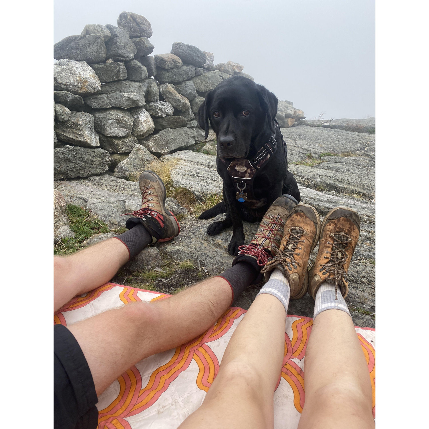 We stumbled upon wild Maine blueberries on this summit