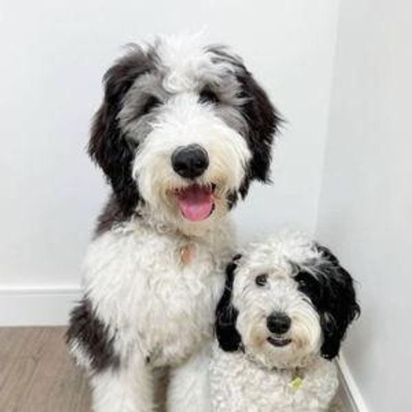 Future Puppy Fund
