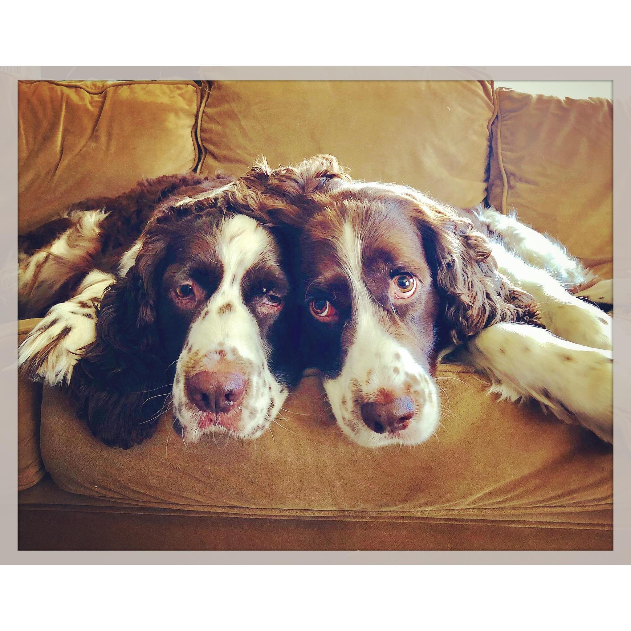 Blue & Baya sharing a moment. 🐶