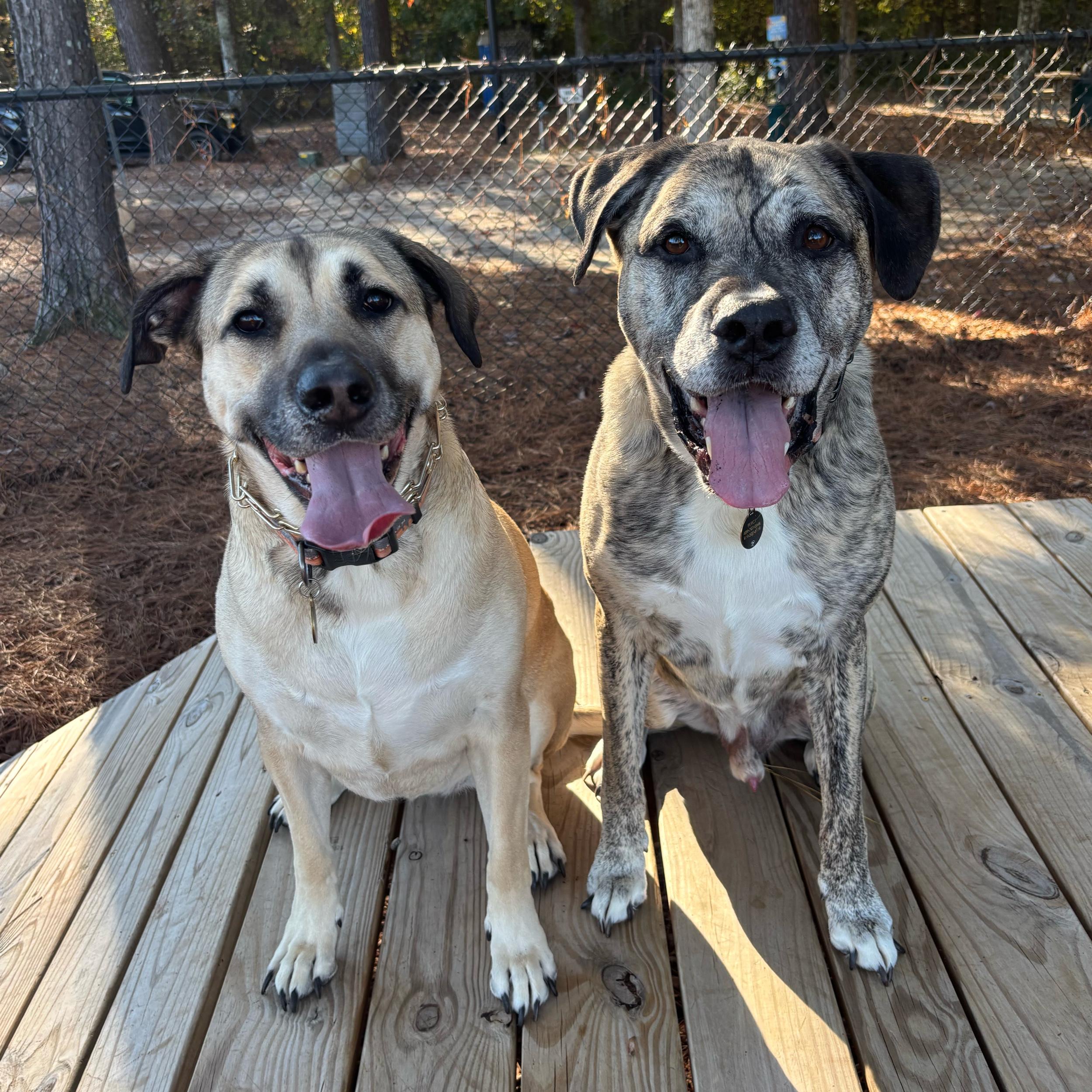 Pet Bills (our fur children are expensive)