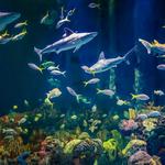 Wonders Of Wildlife National Museum & Aquarium