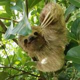 Sloth Forest Tour, Organic Coffee and Chocolate Tour & Waterfall