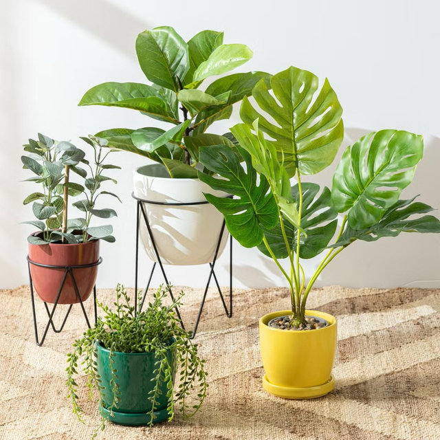 Indoor House Plant