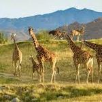 The Living Desert Zoo and Gardens