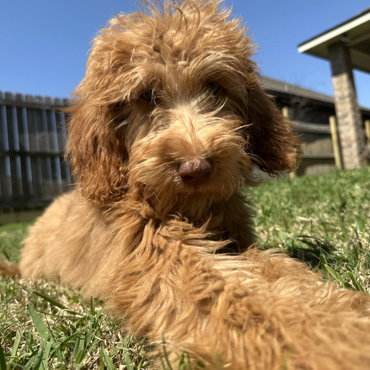 We got a 🐶 her name is Rosie