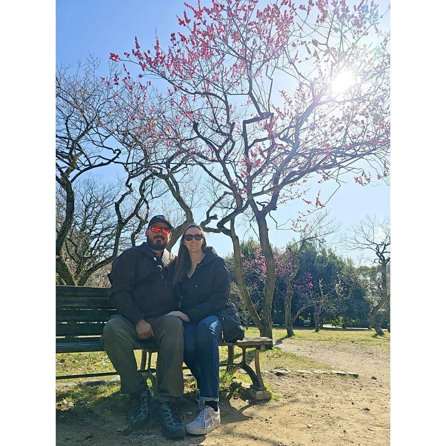 Cherry Blossom Season in Japan