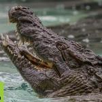 African Croc Dive