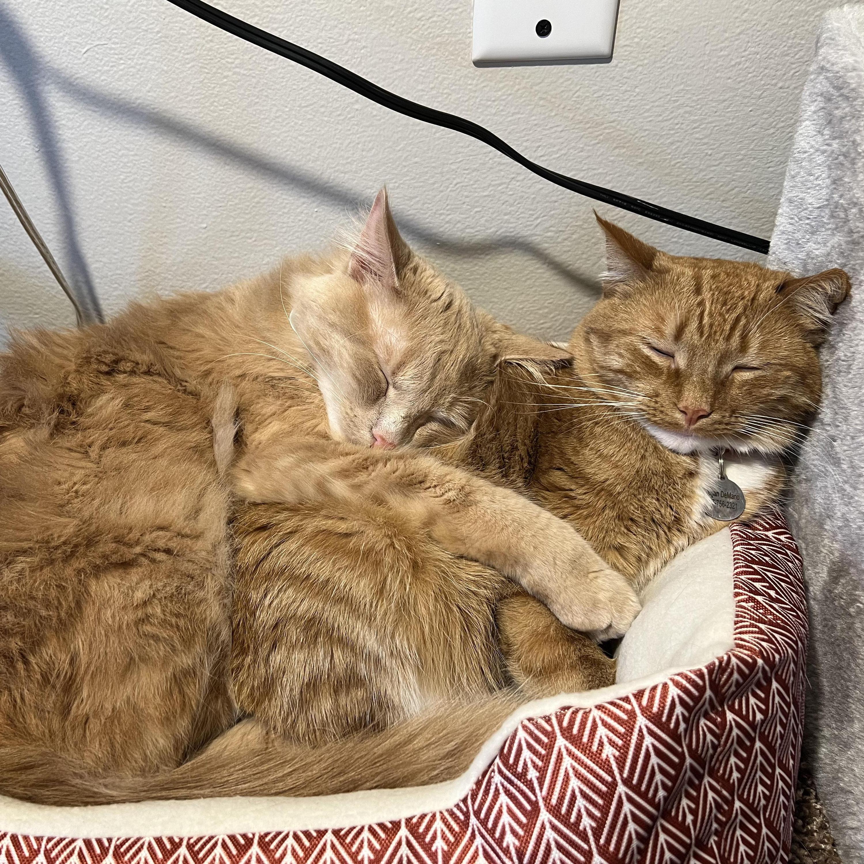 It took some time, but the cats warmed up to one another.