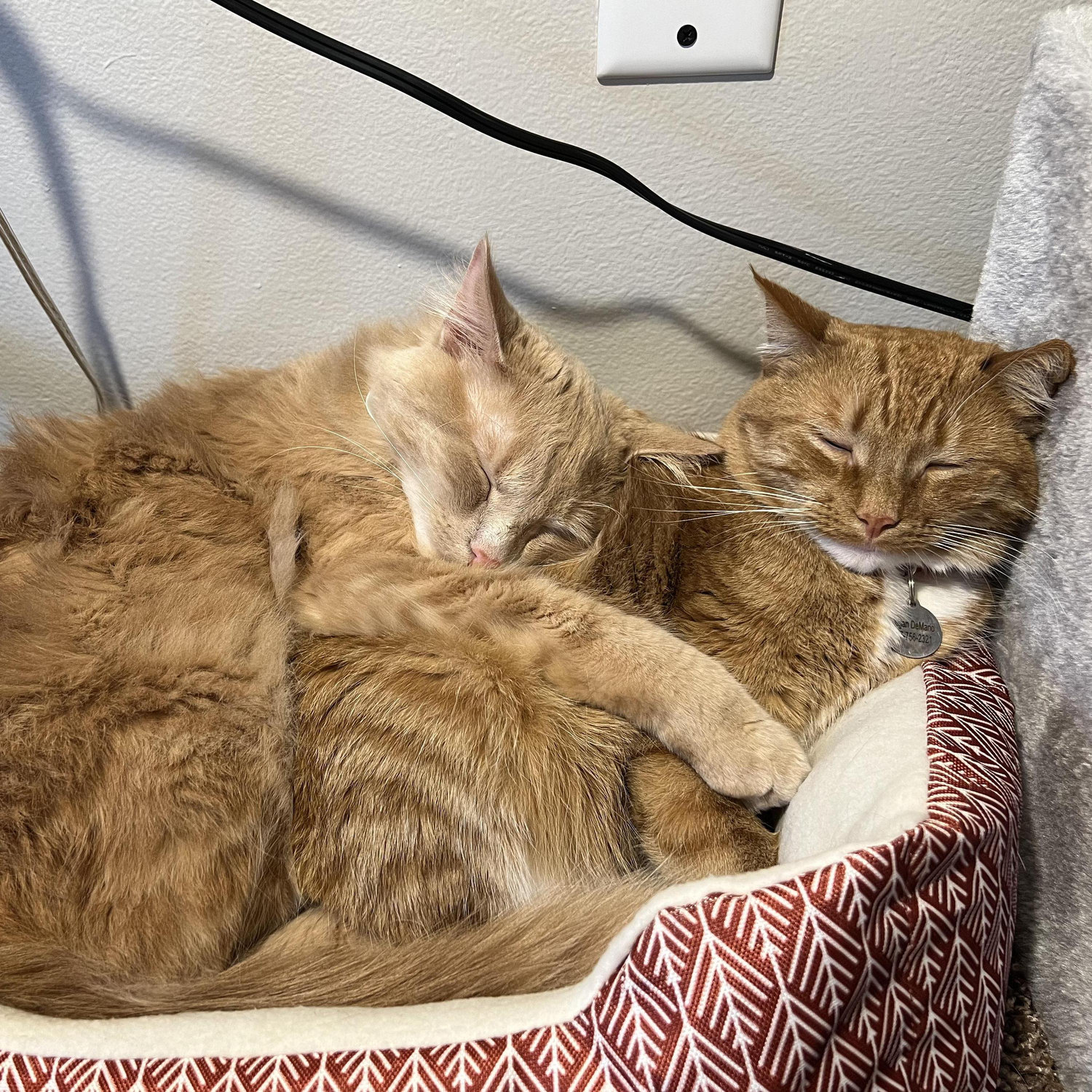It took some time, but the cats warmed up to one another.