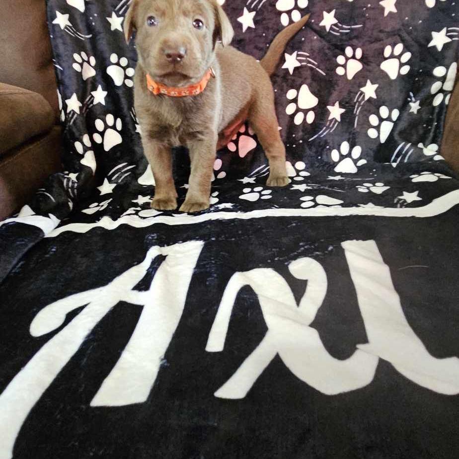 Hand picked Furbaby