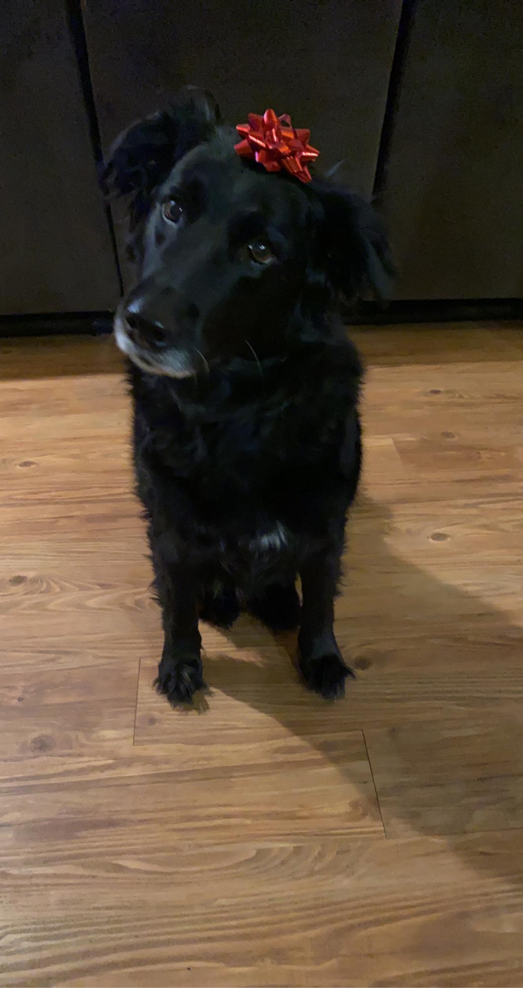 Our sweet girl Lilly❤️