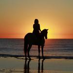 CPonies Beach Horseback Rides
