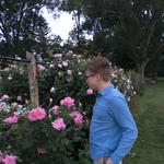 Elizabeth Park Rose Garden