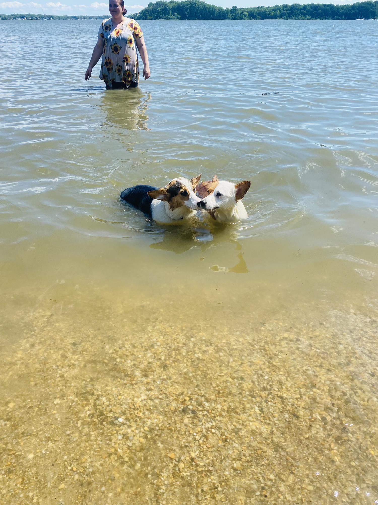 Dog Beach