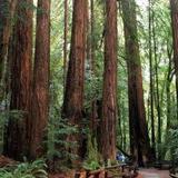 Muir Woods National Monument