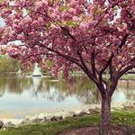 Mindowaskin Park