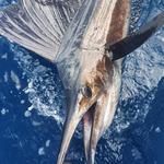 Sport Fishing-Captain Luis Kraemer