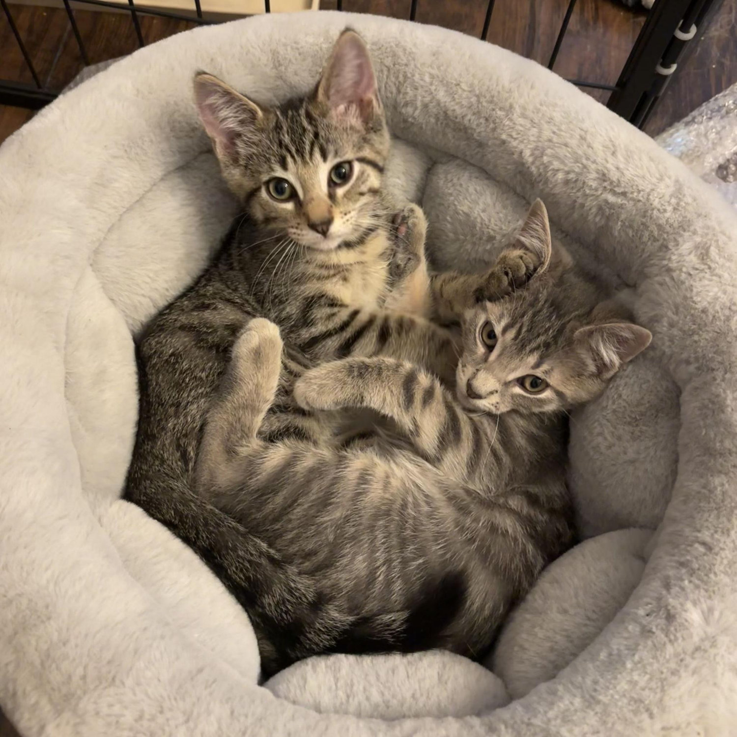 Our twin kittens, Bowser & Yoshi, become our first foster failures, joining the family in August 2024