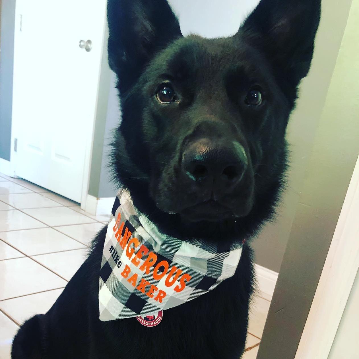 Our handsome pup, Scout