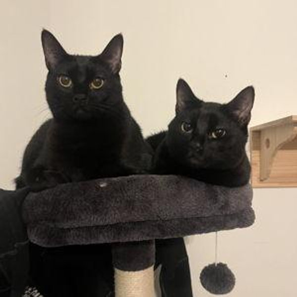 Automatic Litter Box for Hector & Anchovy