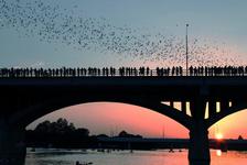 Watch the Bats Fly at Congress Avenue Bridge