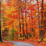 Tunnel of Trees