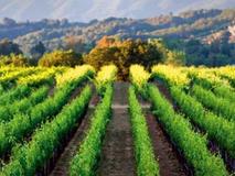 Parducci Wine Cellars