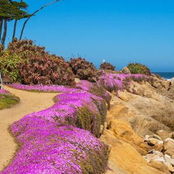 California Honeymoon Fund
