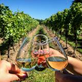 Wine Tasting