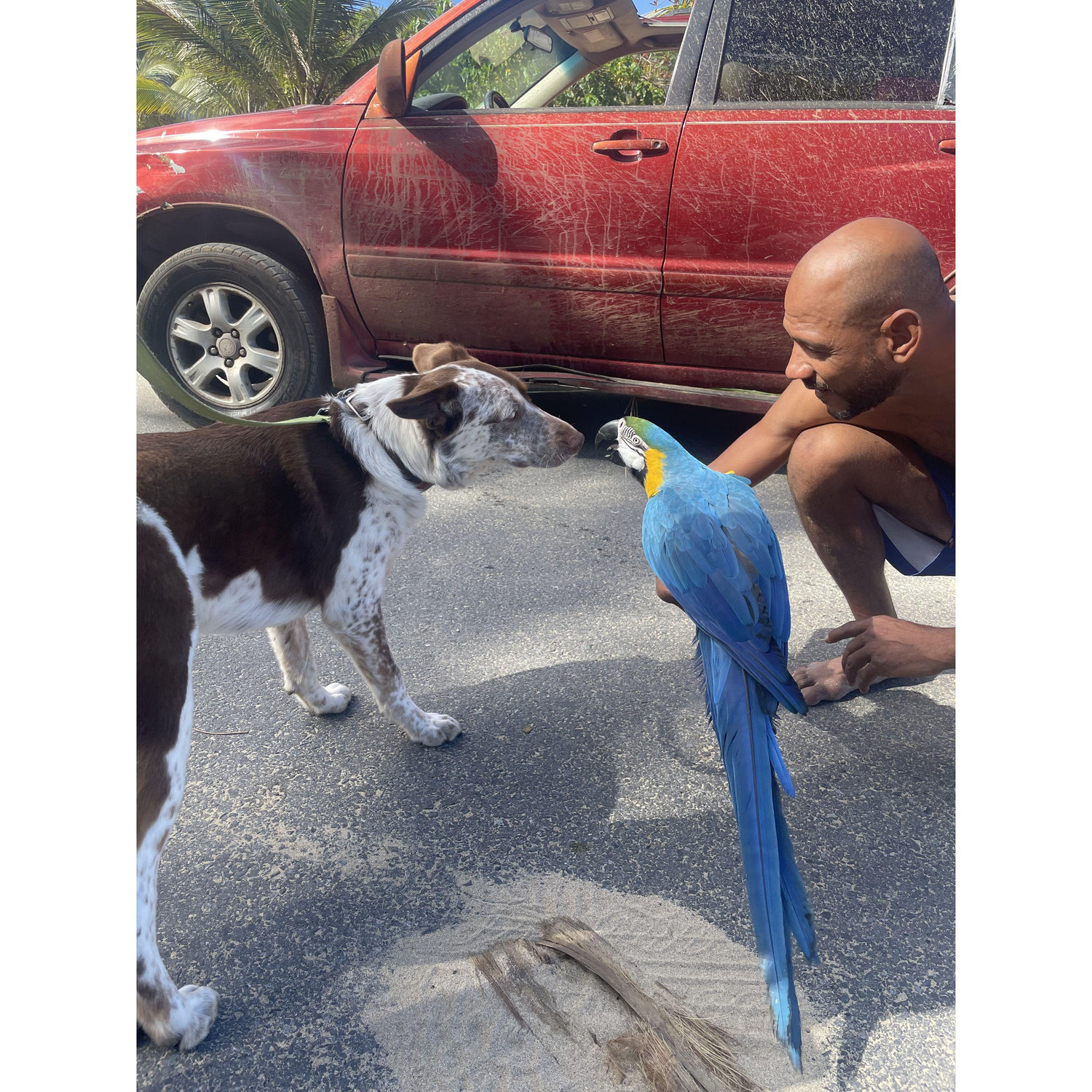 Kiwi's first day in Puerto Rico, meeting a parrot friend.