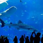 Shedd Aquarium