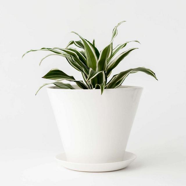 Minimal Planter Glaze Ivory White 8 Inch