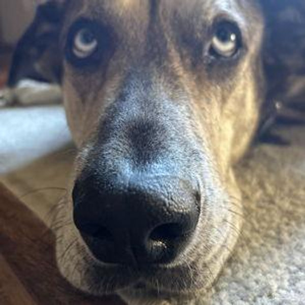 Dog Hair Cleaning Fund