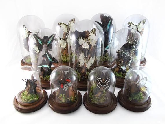 Two Butterflies in Bell Jar