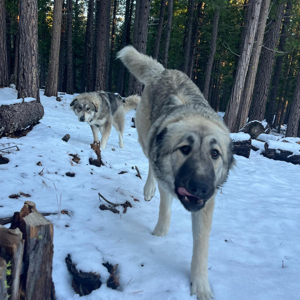 Dog Fencing Fund
