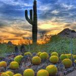 Desert Botanical Garden