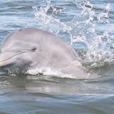 Cocoa Beach Dolphin Tours