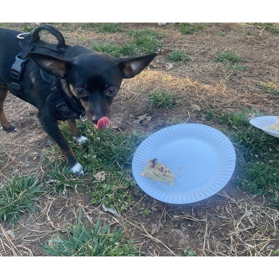 Teddy at Hercules' birthday party
