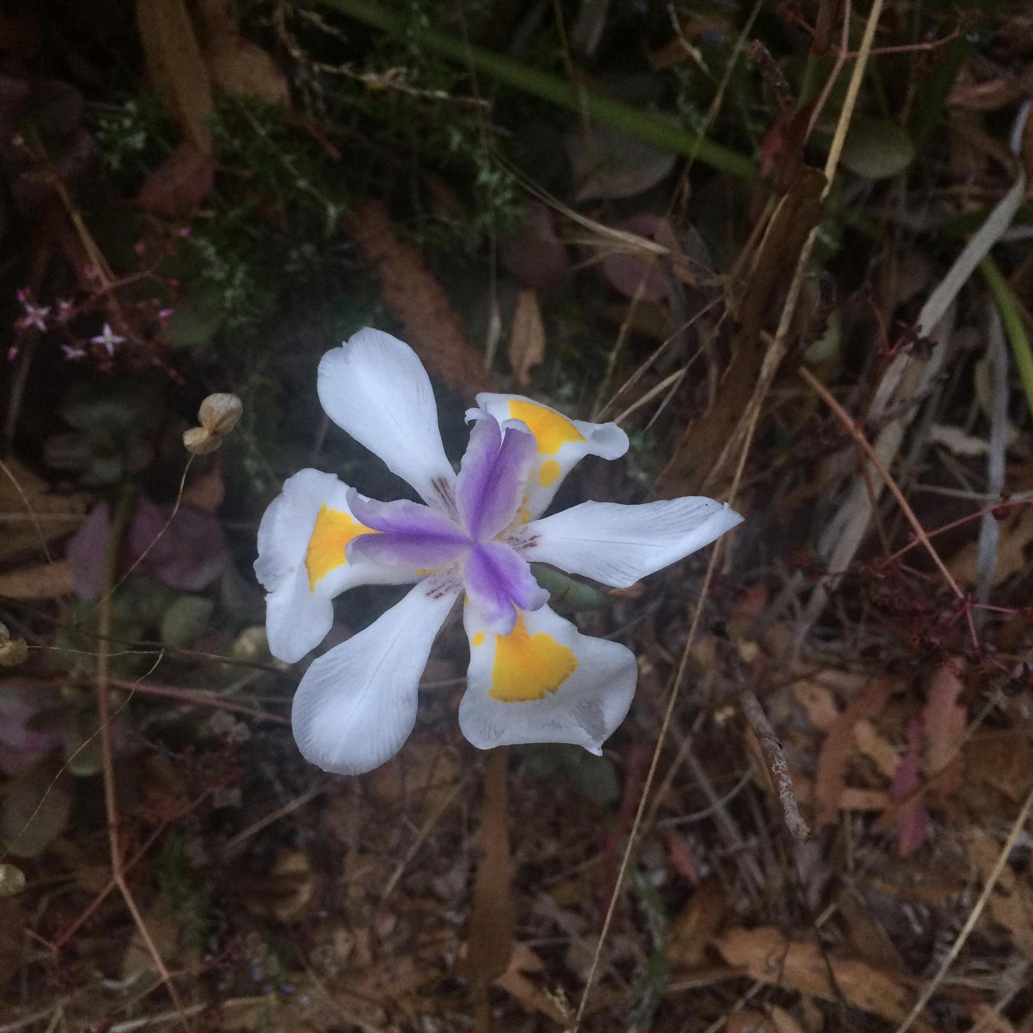 Alan Watt's wife's famous lily garden. Still flourishing beneath the ruins.