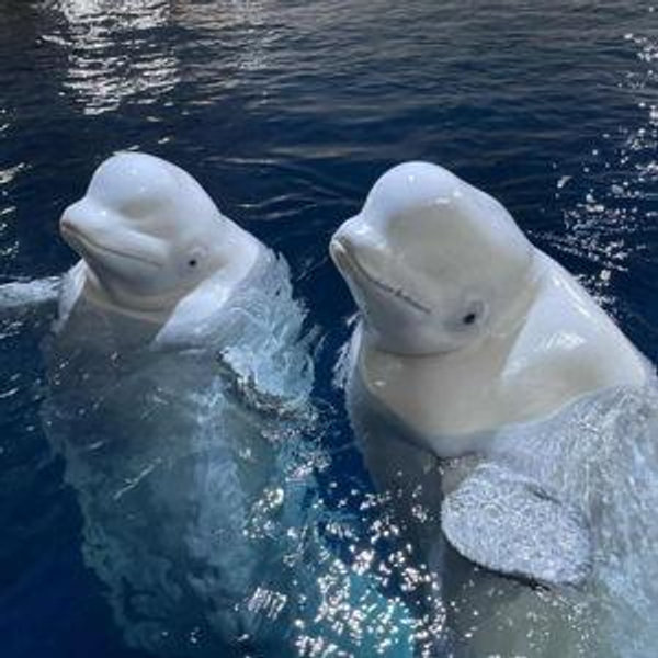 Beluga Whale Sanctuary