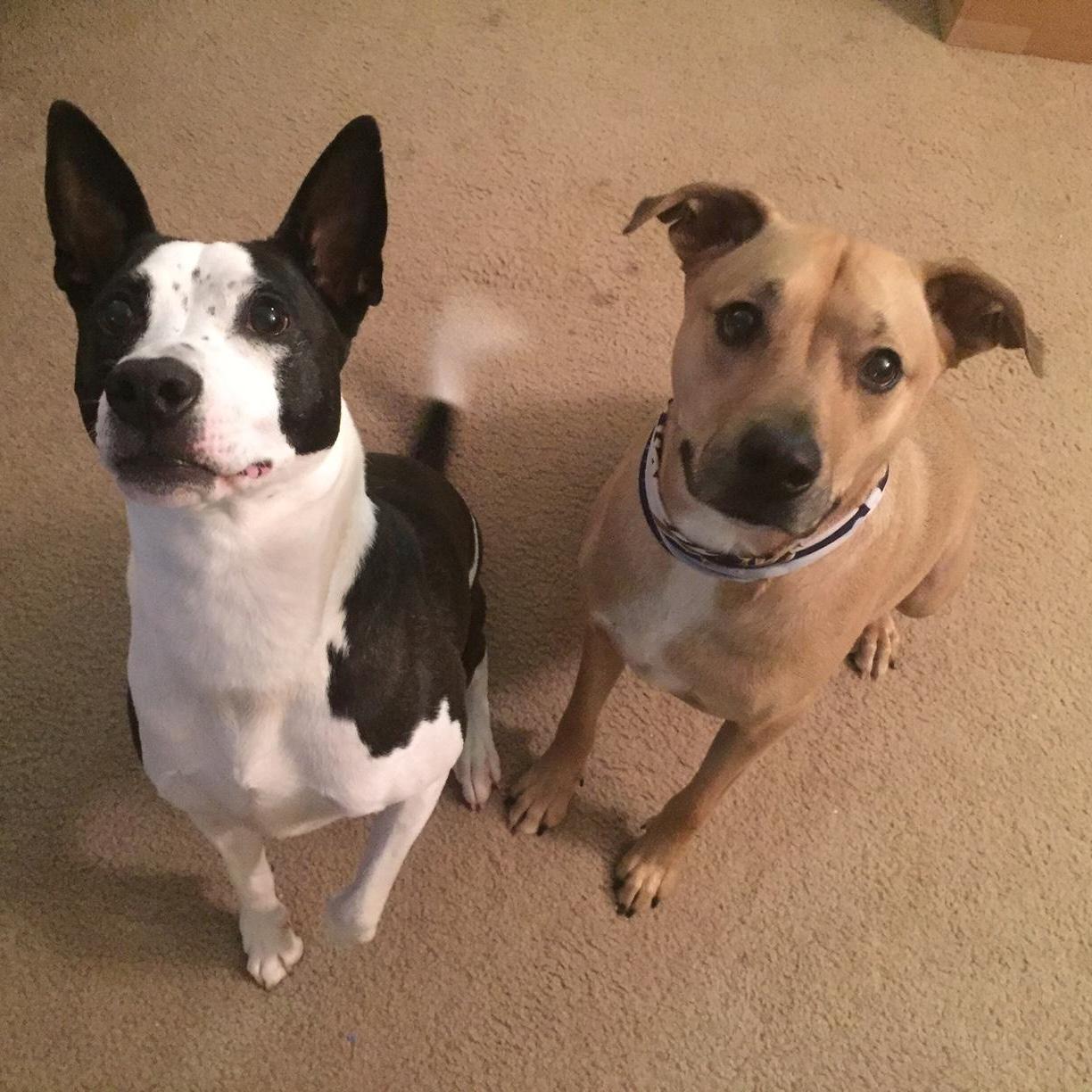 Cooper & Bo, Raleigh, NC, 2016