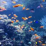 Riverhead Aquarium