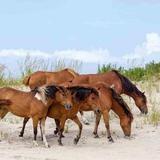 Assateague Island National Park